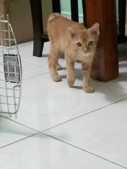 Kitten Ra8 - Domestic Short Hair Cat