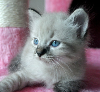 Louis Vuitton - Ragdoll Cat