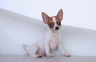 Playful Chihuahua Puppy &quot;Bobby&quot; - Chihuahua Dog