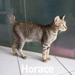 Horace - Domestic Short Hair Cat