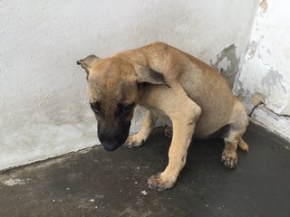 3 Puppies For Adoption - Mixed Breed Dog