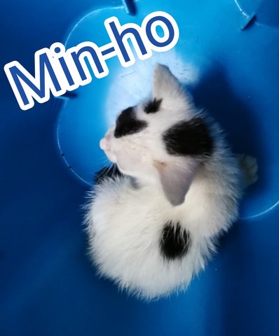 Min-ho (Means Brave In Korean) - Domestic Medium Hair Cat