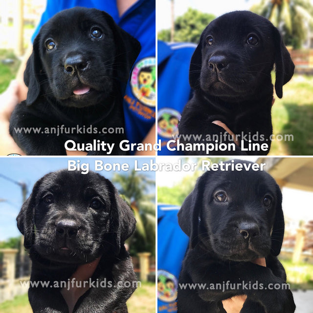 Quality Grand Champ Line Fema1le Labrador - Labrador Retriever Dog