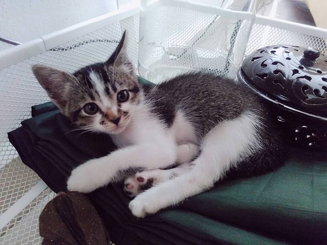 Sully - Domestic Short Hair + Oriental Tabby Cat