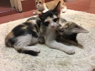 Calico, Tabby And Jingga - Domestic Medium Hair + Tortoiseshell Cat