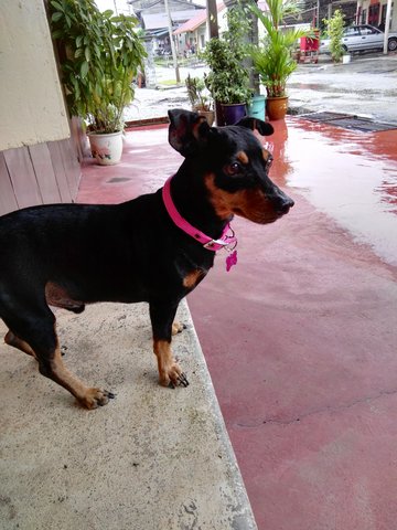 Dino - Miniature Pinscher Dog