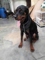 Max - Rottweiler Dog