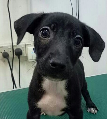 Kit Kat - Mixed Breed Dog