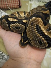 Ball Python - Snake Reptile