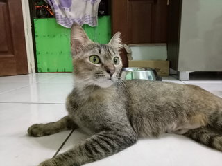 Kitten Ra9 - Domestic Short Hair Cat