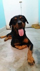 Kaka - Rottweiler Dog