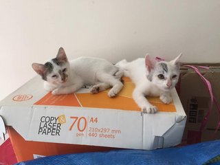 White And Gray Kittens (Toilet Trained) - Domestic Short Hair Cat