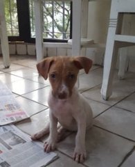 Little Miley - Mixed Breed Dog