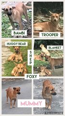Bambi, Trooper, Huggy Bear, Shep, Blanke - Mixed Breed Dog