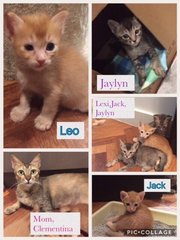 Leo, Jack, Lexi &amp; Jaylyn. Adopted - Domestic Short Hair Cat