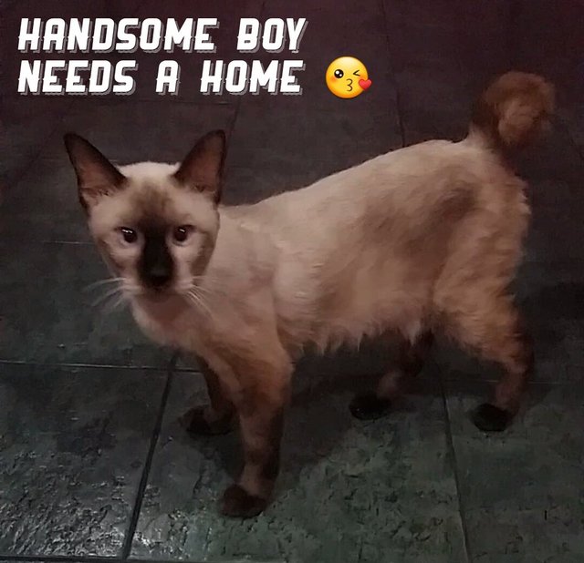 Handsome - Siamese Cat