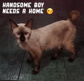 Handsome - Siamese Cat