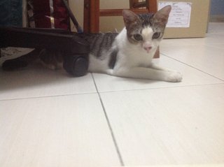 Cotton~~soft Soft (Please Help) - Domestic Short Hair Cat