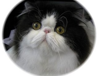 Garfar - Persian Cat