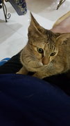 Tumi - Domestic Short Hair Cat