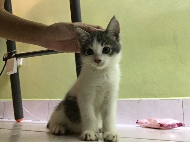 Fluffy - Domestic Medium Hair Cat