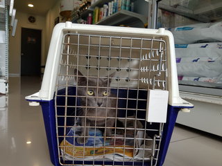 Blue - Domestic Short Hair + Russian Blue Cat