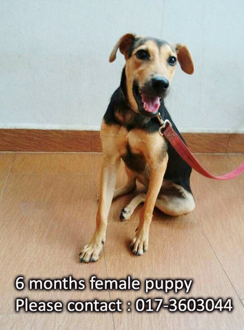 6 Months Female Puppy - Mixed Breed Dog