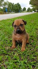 C3c - Mixed Breed Dog