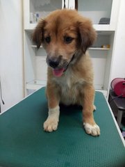 C6c - Mixed Breed Dog