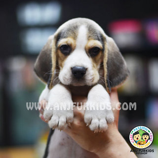 Quality Male Beagle P2uppy - Beagle Dog