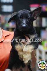Qualit2ybeautiful Bigbone German Shepherd - German Shepherd Dog Dog