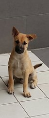 Scooby  (Plz See Video) Adopted - Mixed Breed Dog