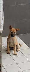 Scooby  (Plz See Video) Adopted - Mixed Breed Dog