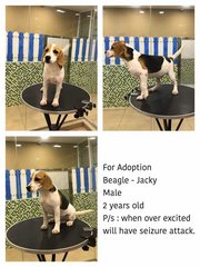 Jacky - Beagle Dog