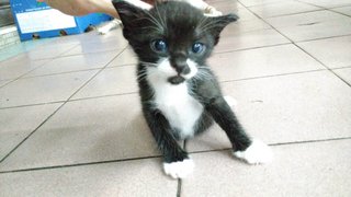 Blackie - Domestic Short Hair Cat