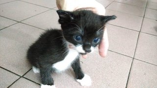 Blackie - Domestic Short Hair Cat