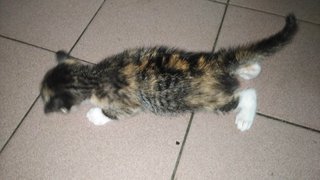Mixie - Domestic Short Hair Cat