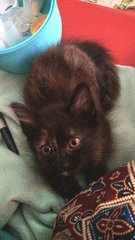 Lucy - Domestic Medium Hair Cat
