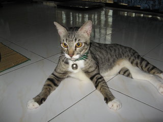 Eddy - Domestic Short Hair Cat