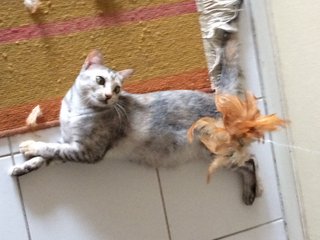 Guai Guai - Domestic Short Hair Cat