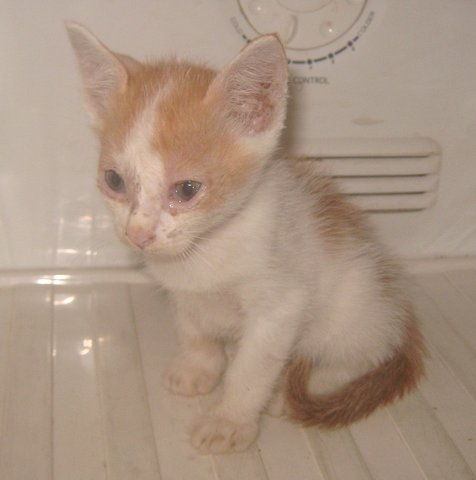 Anak Kucing Terbiar 05 - Domestic Short Hair Cat