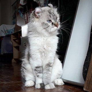⚘ Meshira ⚘ - American Curl Cat