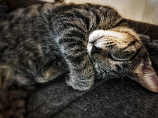 Cosmo, I'm even cute when I sleep