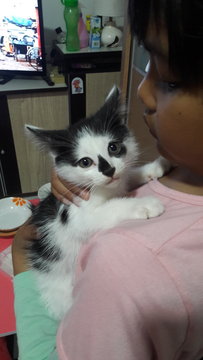 Nomi Kitten - Domestic Medium Hair Cat