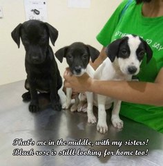 That's me in the middle, with my sisters! We were at the vet for vaccination.  Black rose is still l