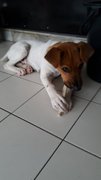 Citus (Adopted) - Mixed Breed Dog