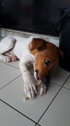 Citus (Adopted) - Mixed Breed Dog