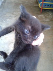 Black kitten