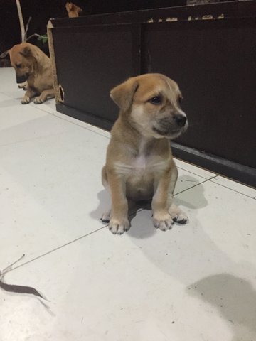 Pretty Girl - Mixed Breed Dog