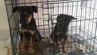 2 Cute Puppies - Mixed Breed Dog